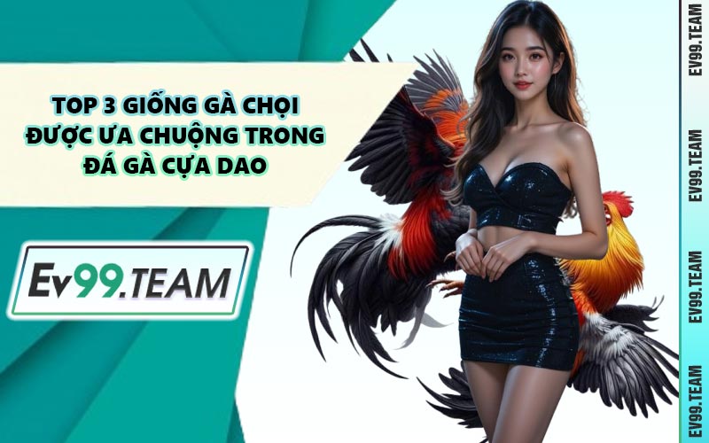 Top 3 Giống Gà Chọi Được Ưa Chuộng Trong Đá Gà Cựa Dao